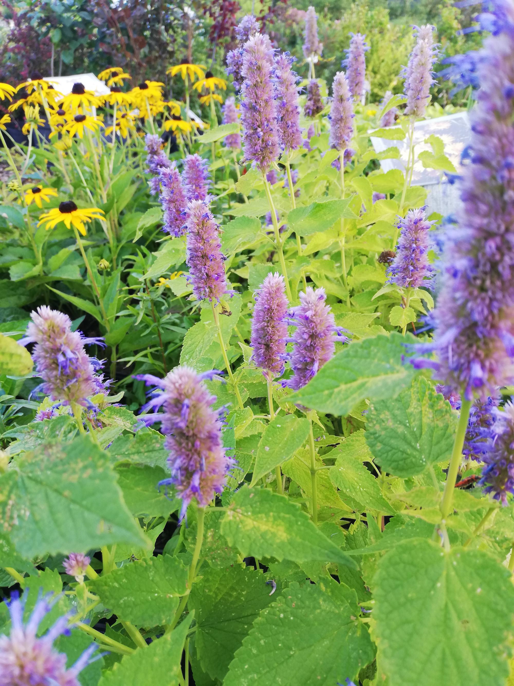 Agastache anýzová