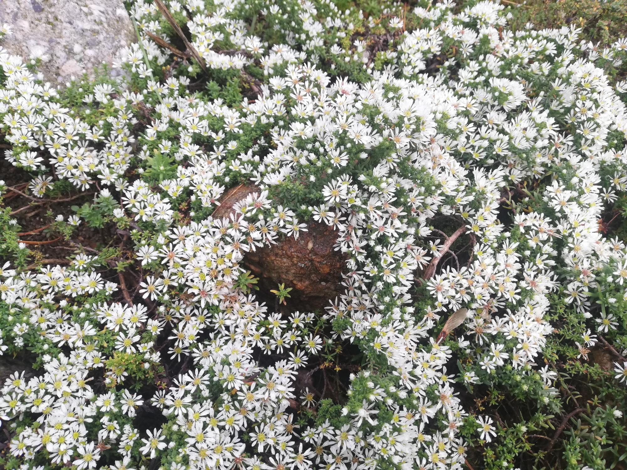 Astra vřesovcovitá 'Snowflurry'