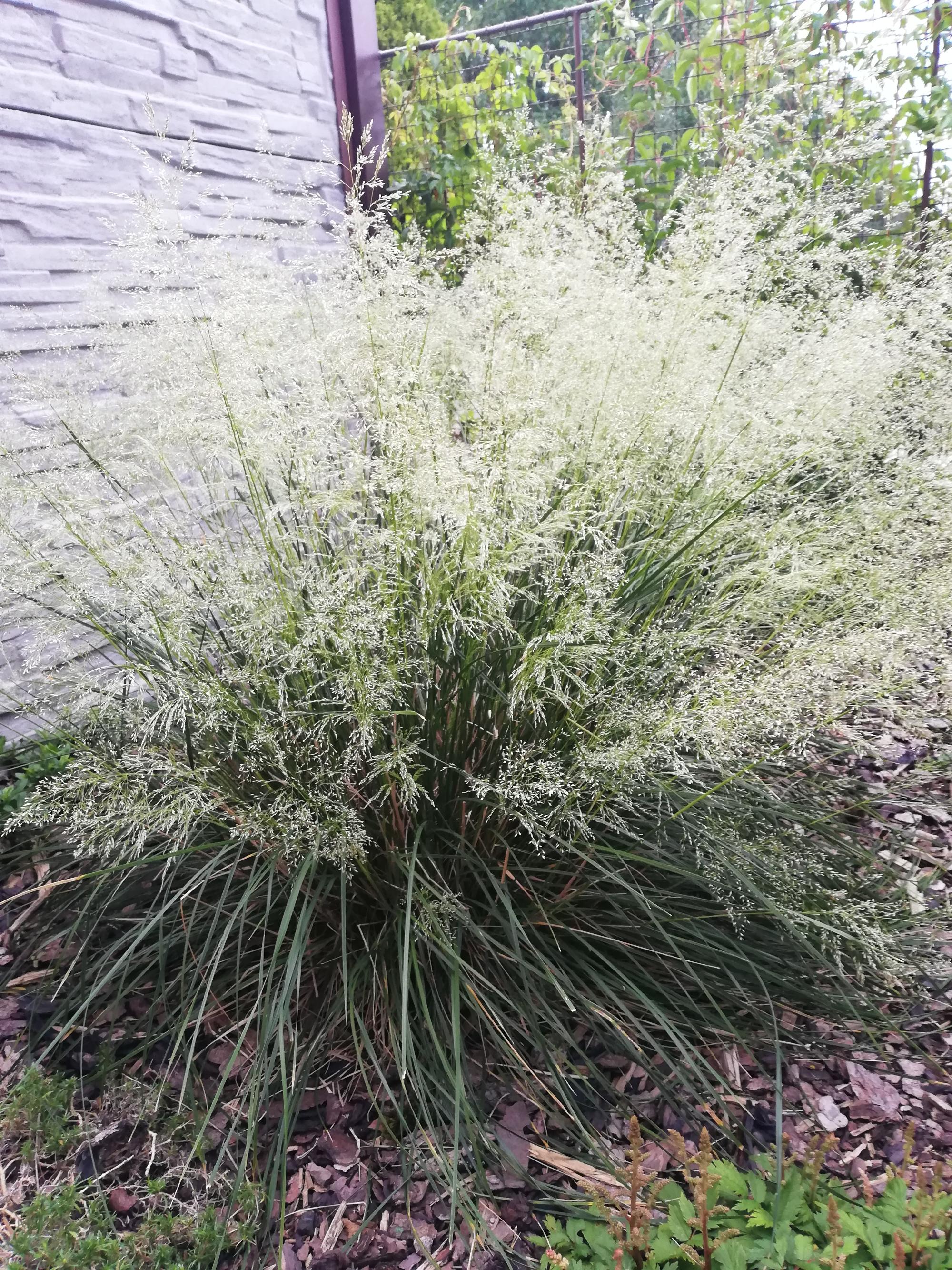 Metlice trsnatá (Goldtau)