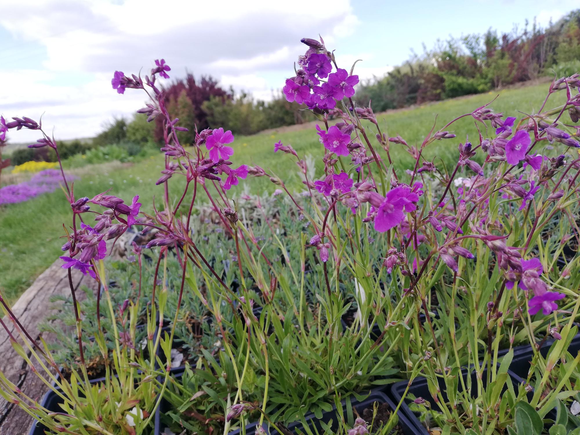 Kohoutek smolnička 'Atropurpurea'