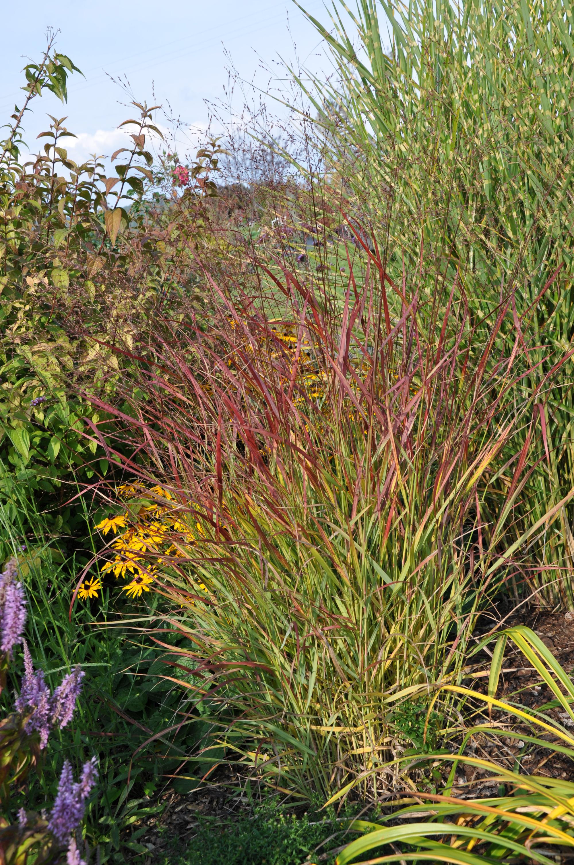 Proso (Rostrahlbush)
