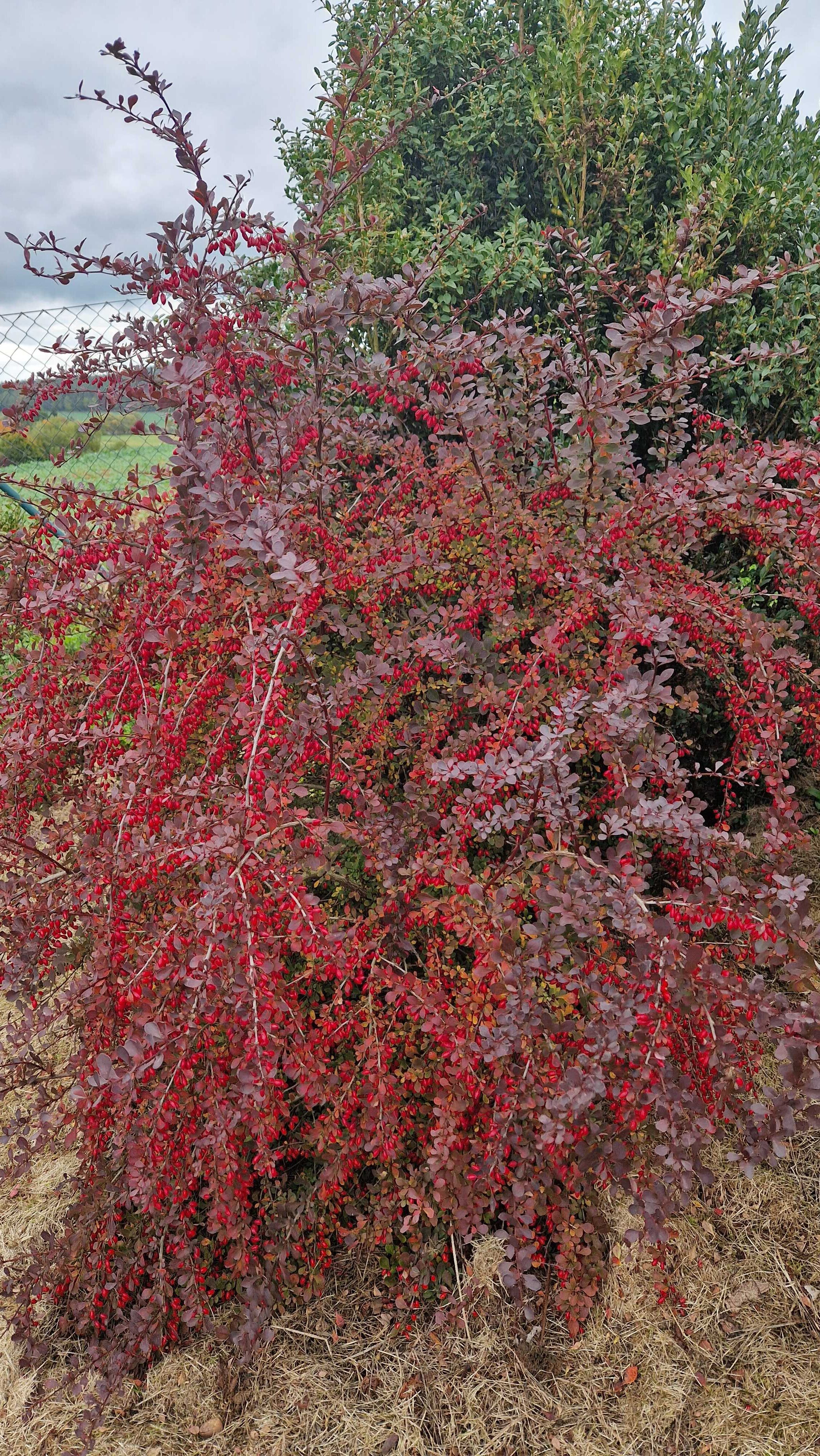 Dřišťál Thunbergův 'Atropurpurea'