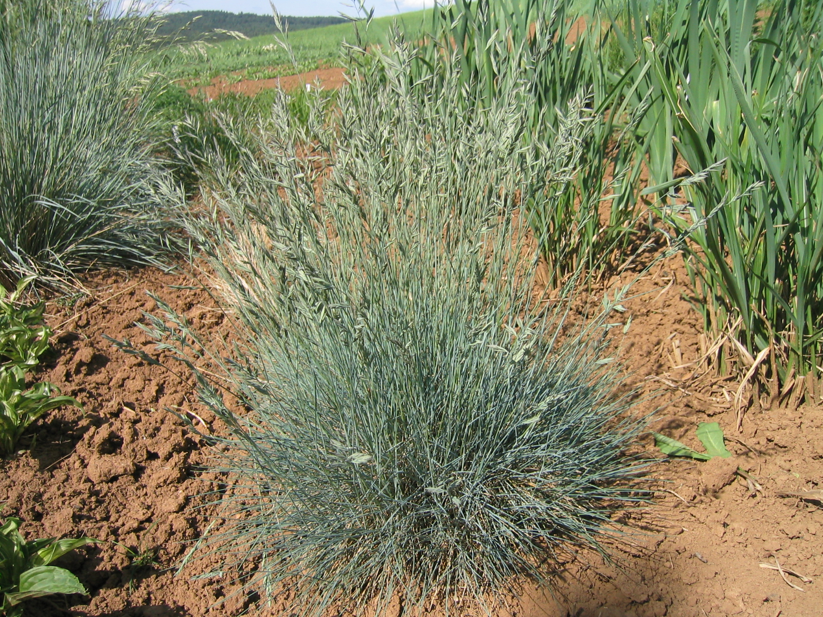 Kostřava popelavá