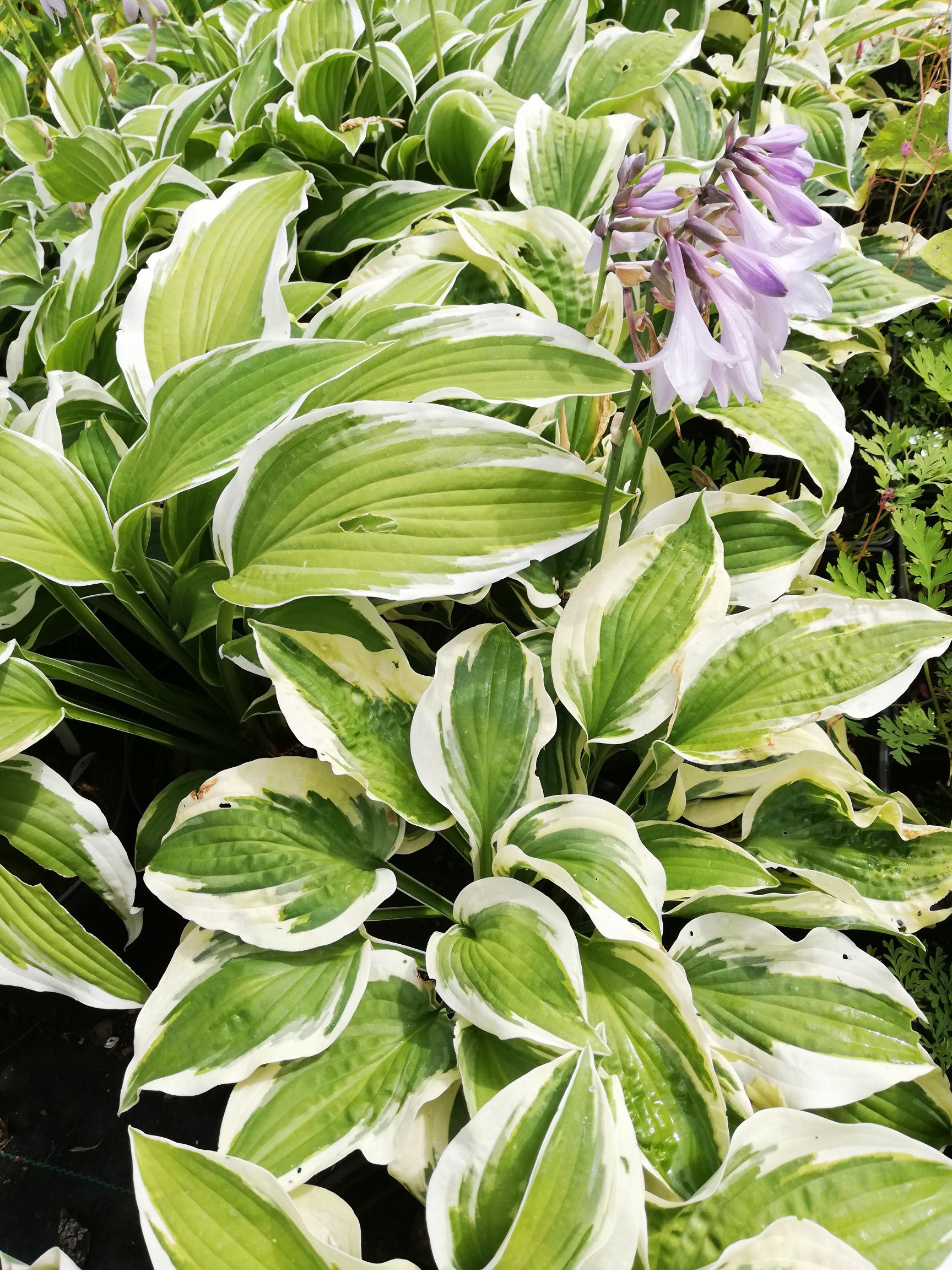 Bohyška, hosta (Wide Brime)