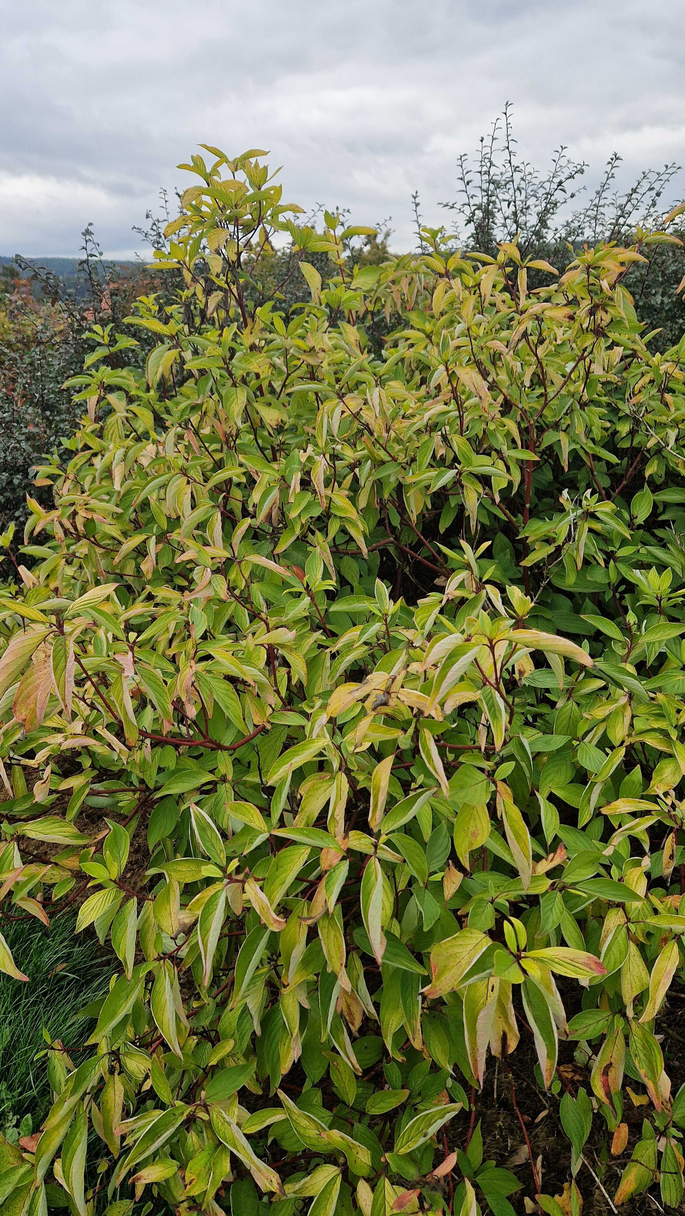 Svída bílá 'Aurea'