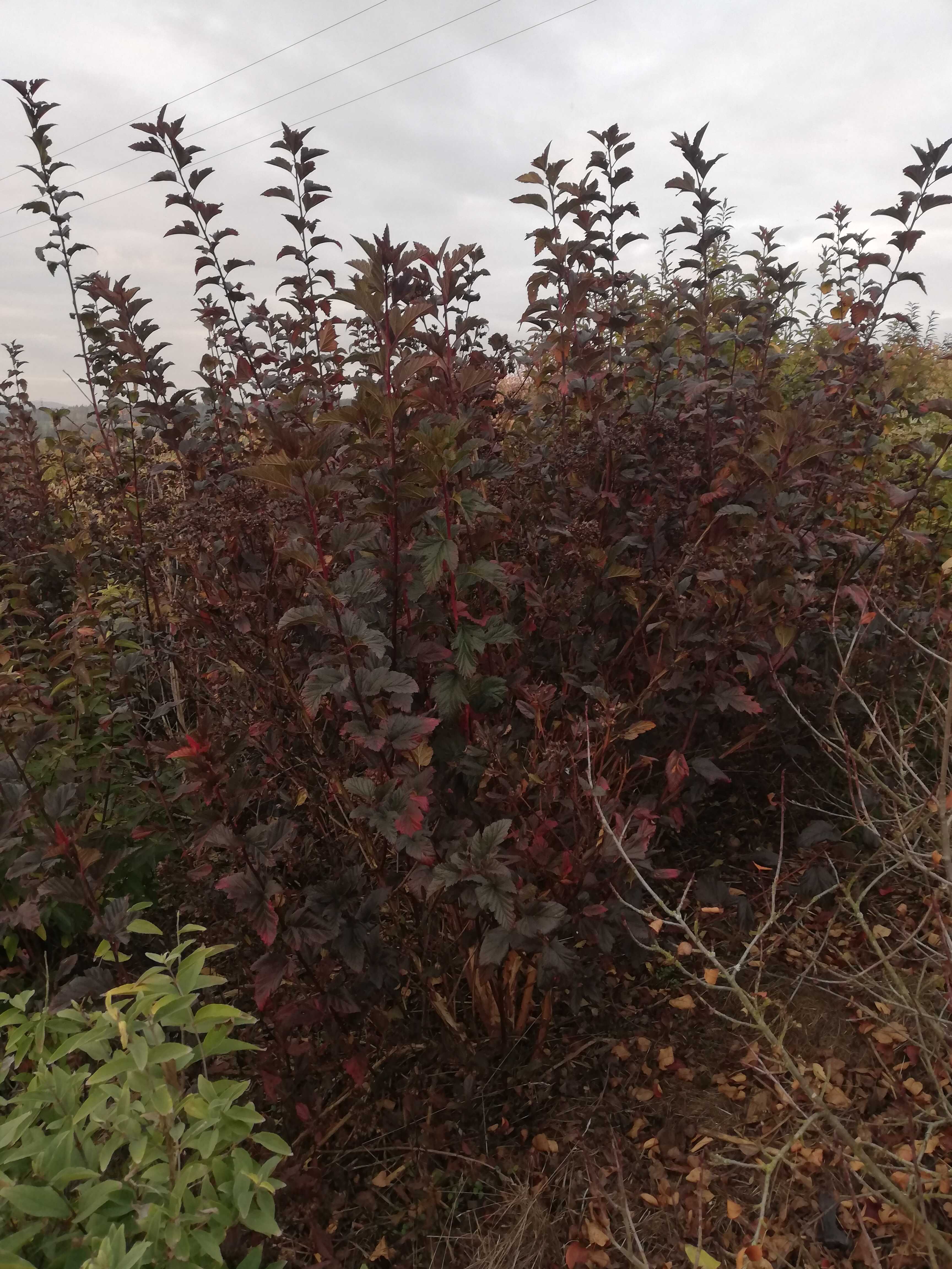 Tavola kalinolistá 'Purpurea'